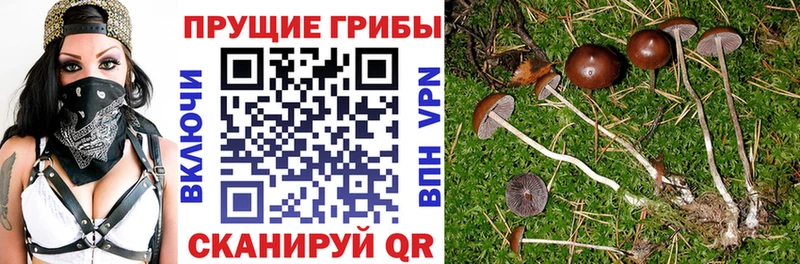 blacksprut как зайти  Костомукша  Псилоцибиновые грибы MAGIC MUSHROOMS 